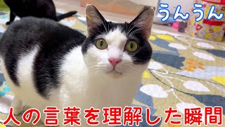 うちの猫が言葉を理解しすぎている瞬間まとめ