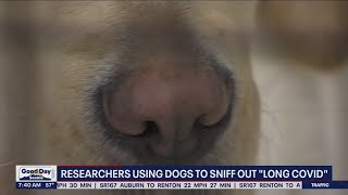 Researchers using dogs to sniff out "Long COVID" | FOX 13 Seattle