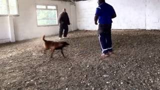 Malinois Rocco street fight scenario training