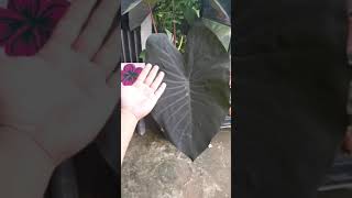 Huge Colocasia Black Magic @thefirstplant