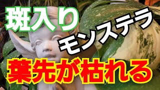 [観葉植物]斑入りモンステラの葉先が枯れる…気温に弱い#デリシオーサ#幹立ち#高価