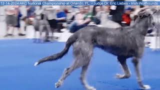 12-14-2024 AKC National Championship - Irish Wolfhounds