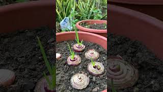 Tamang pagtatanim nang onions/ Planting onions in a pot.