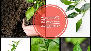 ഒരുതവണ കഴിച്ചാൽ ഈ താളിപ്പ് ആയിരിക്കും നിങ്ങൾക്ക് ഏറ്റവും ഇഷ്ട്ടം /നാടൻ ഇല താളിപ്പ് /Chilli Leaves