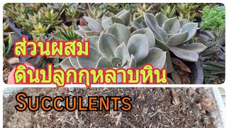 Succulents กุหลาบหิน สูตรดินปลูกที่สุดยอด/นานาพันธุ์ไม้ by นิตยา