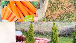 Garten Update 2024 März | Karotten 🥕 einsäen | Hochbeete Projekt #garten #gartenliebe