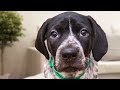 German Shorthaired Pointer Videos Compilation