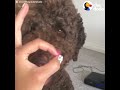 dogs doing the snoot challenge the dodo