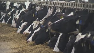 PETA takes aim at Ellington dairy farm as farmers fight back to restore their reputation