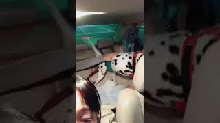 車で匂い嗅ぎすぎてフンガッ！てする犬【ダルメシアン】chaplin the dalmatian