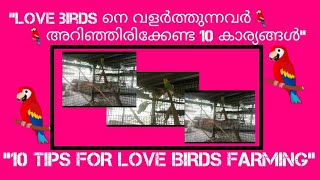 10 TIPS FOR LOVE BIRDS FARMING ലൗ ബേർഡ്സിനെ (ബഗ്ഗീസ്) വളർത്തുന്നവർ അറിഞ്ഞിരിക്കേണ്ട 10 കാര്യങ്ങൾ