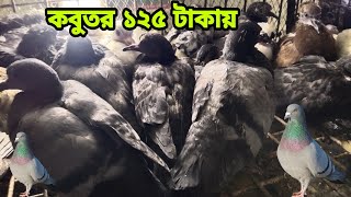 মাত্র ১২৫ টাকায় কবুতর পাওয়া যায়। Pigeon price in Bangladesh l