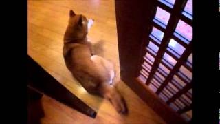 柴犬ひかりのしっぽとドア　Shibainu  tail and door