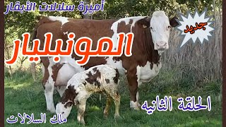 المونتبليارد. الحلقه الثانية (أميرةسلالات الأبقار). @منارةالريفالمصري