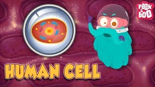 HUMAN CELL - The Dr. Binocs Show | Best Learning Videos For Kids | Peekaboo Kidz