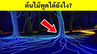 ต้นไม้พูดได้ เราแค่ไม่ได้ยินมัน