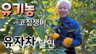 유기농 고집쟁이 유기농 유자차 여수 돌산