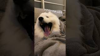 ソファーでまったりする甘えん坊でかわいいサモエド。 #犬 #サモエド #samoyed #大型犬 #かわいい犬 #dog #ソファー #まったり