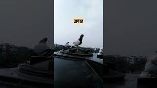 আপনার রেসার এখন কতক্ষণ উড়ে??? #tiktok #kabutar #cow #shprts