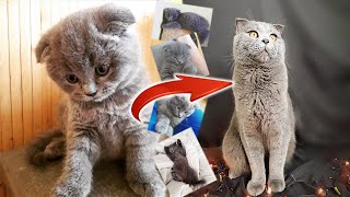 Сильвер в детстве - архивная съёмка / cat as a child / Angry Brit