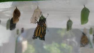 Newly emerged monarch butterfly