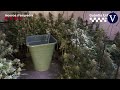 desmantelada una red dedicada a ocupar pisos para montar plantaciones de marihuana