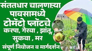 संततधार चालणाऱ्या पावसामध्ये टोमॅटो 🍅प्लॉटमध्ये करपा गेरवा, झांतू ,सुकवा व मर नियंत्रण...💯👍