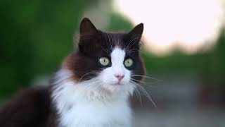 TNR: A Quick Guide to Humane Cat Management