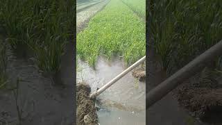 #smartfarming #farmerlifeindia #farmerprotest #proud #khedut #farmer #viral #shortvideo #youtubeshor