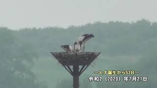 渡良瀬遊水地コウノトリ定住記録（2020年7月21日撮影）栃木県小山市