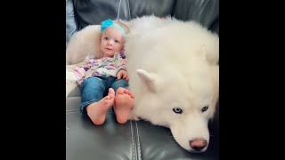 Cute Husky - Funny Dogs and Moments