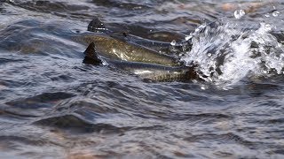 Shocking Scottish Salmon Farm Exposé