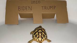 Turtle predicts 2020 U.S. Election Winner