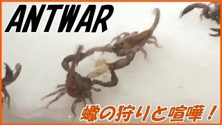 蟻戦争＃177 ヤエヤマサソリがシロアリを狩る！＆サソリの喧嘩編～the ecology of scorpions～