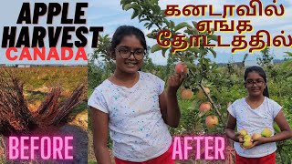 கனடாவில் எங்க தோட்டத்தில் ஆப்பிள் 🍎 முதல் முறையாக | Apple Harvest in Tamil | Garden Vlog in Canada