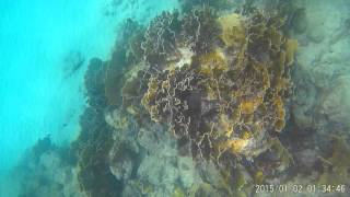 Snorkeling in Mambo Beach Curacao - The Caribbean - Underwater Dazzne P2  GoPro