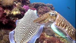 Cuttlefish Richelieu (5) | Stock Video For Sale