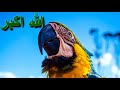 تعليم الببغاء الله أكبر مكرر مده طويله