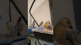 【ビニールハウスでのびのびくつろぐ文鳥たち】文鳥garden 2024.1.28 #javasparrow #文鳥 #birds #javabird #cute #pets