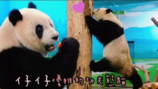 圓仔爬上爬下找點心，圓仔乖巧超可愛|熊貓貓熊The Giant Panda Yuan Yuan and Yuan Bao|台北市立動物園