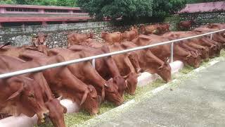 Red Sindhi cows  Kalsi Dehradun लाल सिंधी कालसी देहरादून उत्तराखंड। Dr Ajay Aswal