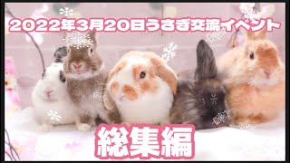 【「うさカフェりび」うさぎ交流イベント総集編】