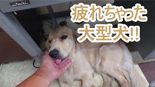 もう限界です。疲れて起き上がれない大型犬！ゴールデンレトリバーティト