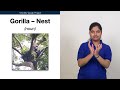 Gorilla - Nest