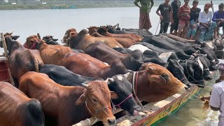 cow unloading, cow videos, cow video, big cow, goru hamba cow, Ep - 73