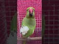 Parrot Talk A Mithu Or Eating 🥣 #youtubeshorts #talkingparrot