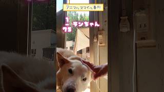 YouTube「アニスマ」1／75「ラン」 #シェルター #香川県 #保護犬