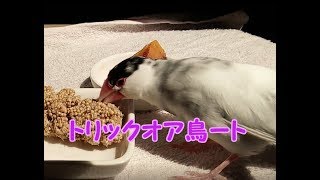 文鳥の介護#132　ハロウィーンですね 8year old java sparrow.