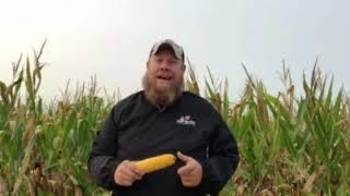 FS Ag Chat 5909D2A - Harvest