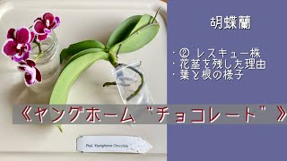 2025年2月25日　胡蝶蘭　② レスキュー　なぜ花茎を残したのか？　←その理由　まだ葉はしっかりしている　見極める　根腐れの対処法